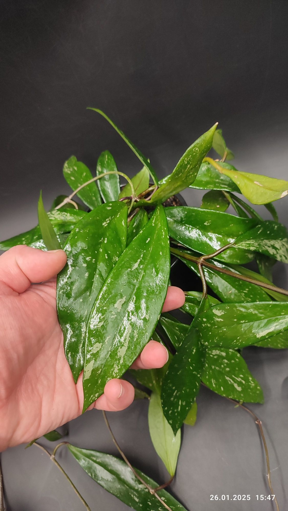 Хойя Пубікаліс hoya pubicalyx