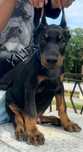 Doberman szczeniak juz do odbioru
