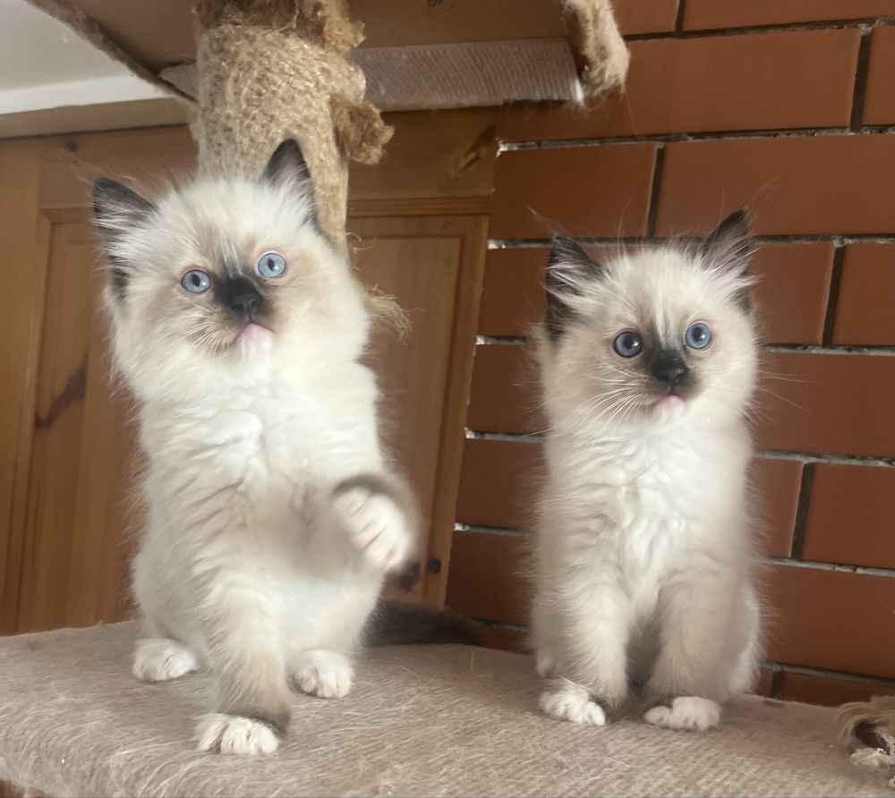 Ragdoll koci chłopczyk