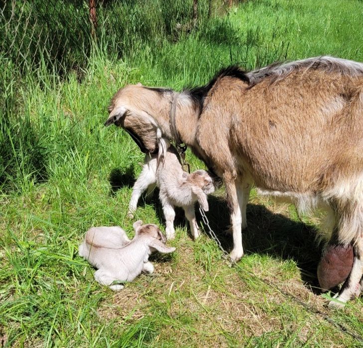 Sprzedam koze wydokomleczna koza