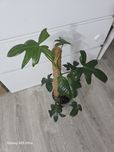 Philodendron florida green