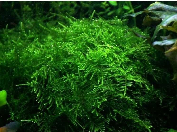 Taiwan Moss - Taxiphyllum Allternans mech