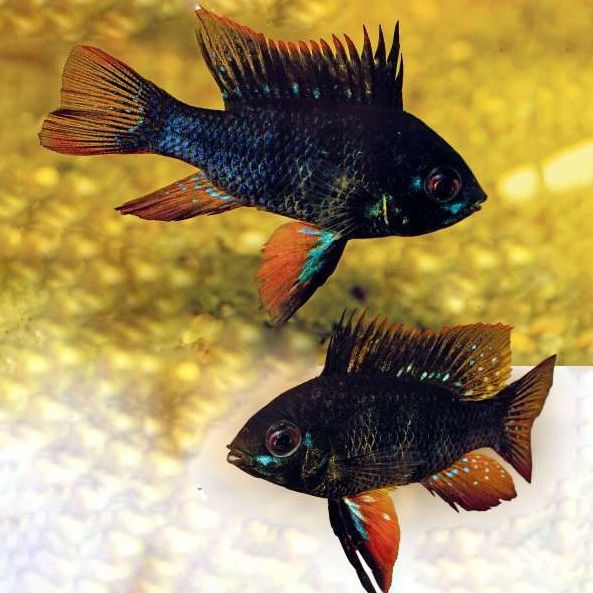 Pielęgnica ramireza czarna