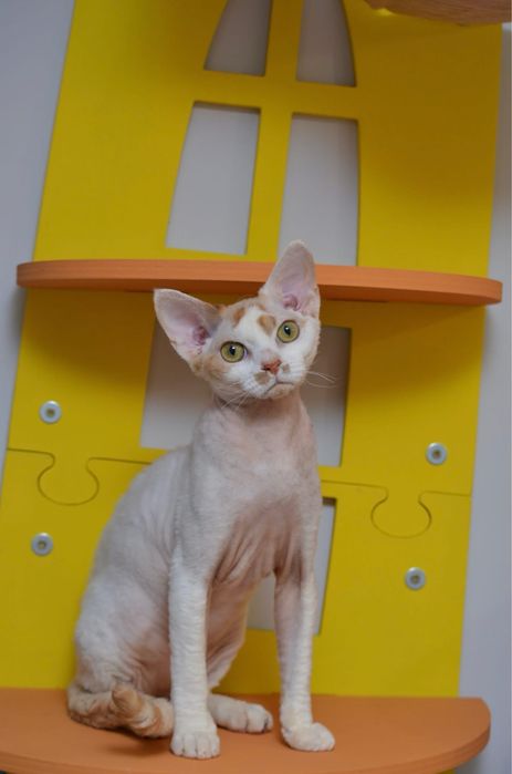 Девон рекс підрощений хлопчик