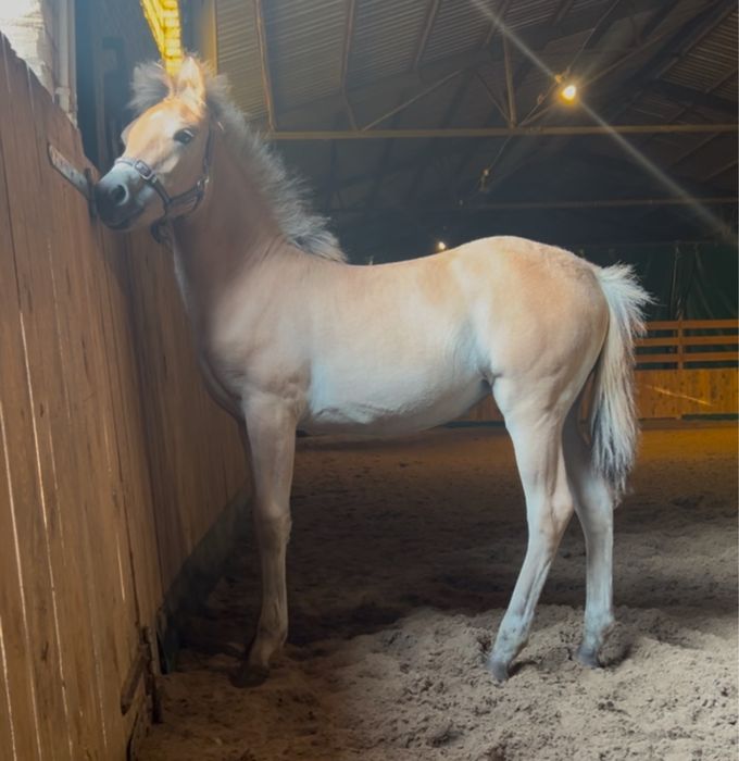 Odsadek zrebak klacz haflinger i fiord