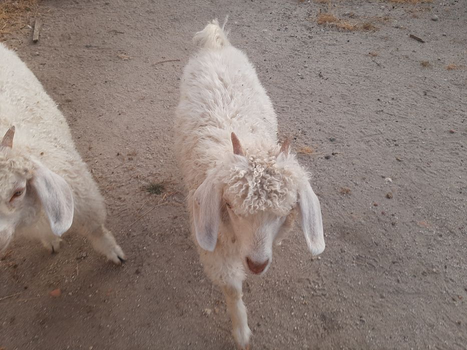 Cabras angoras jovens
