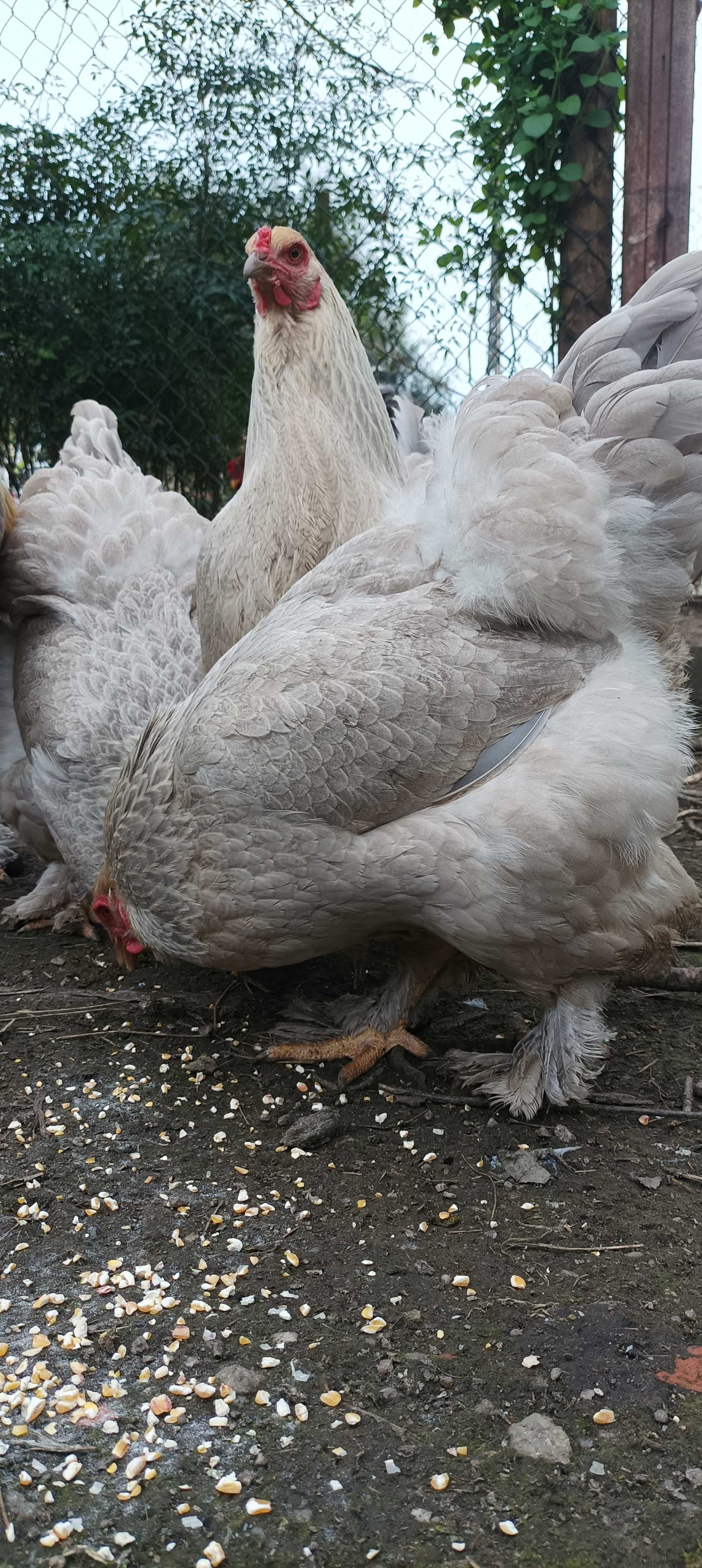 BRAHMA ISABELLA (ovos e aves)