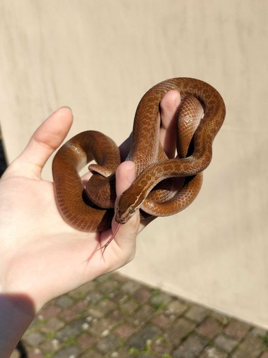 Wąż mahoniowy samiec dorosły