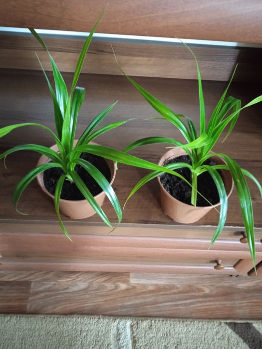 Квіти пальма (панданус) висота 50 см по 180 грн