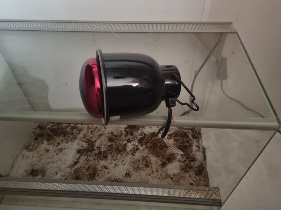 Terrarium z lampą