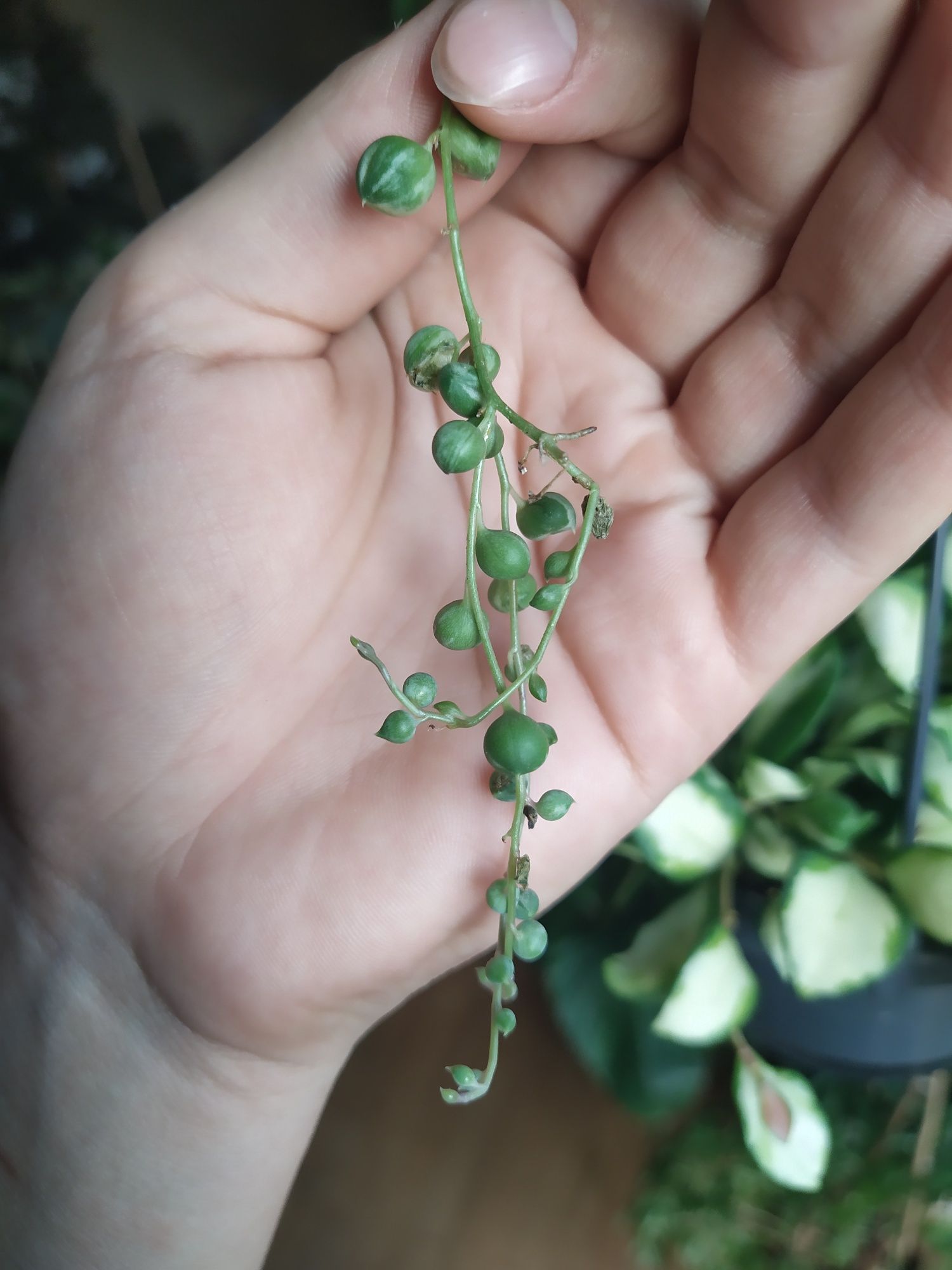 Senecio rowleyanus variegata do kolekcji