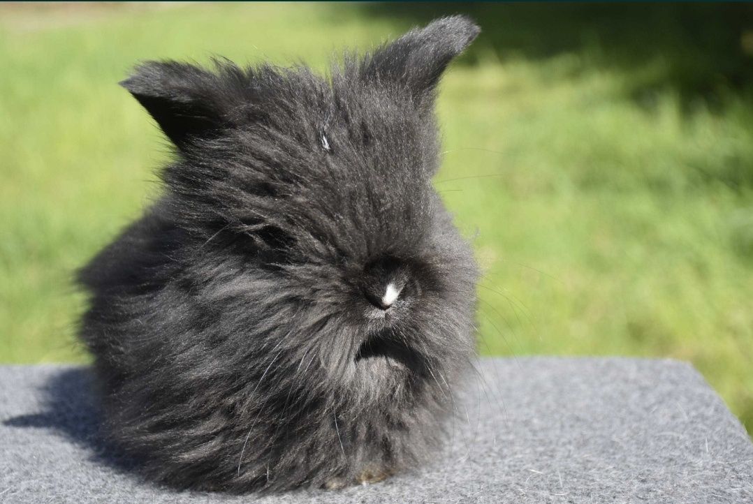 Angora Angielska " yorczek " królik