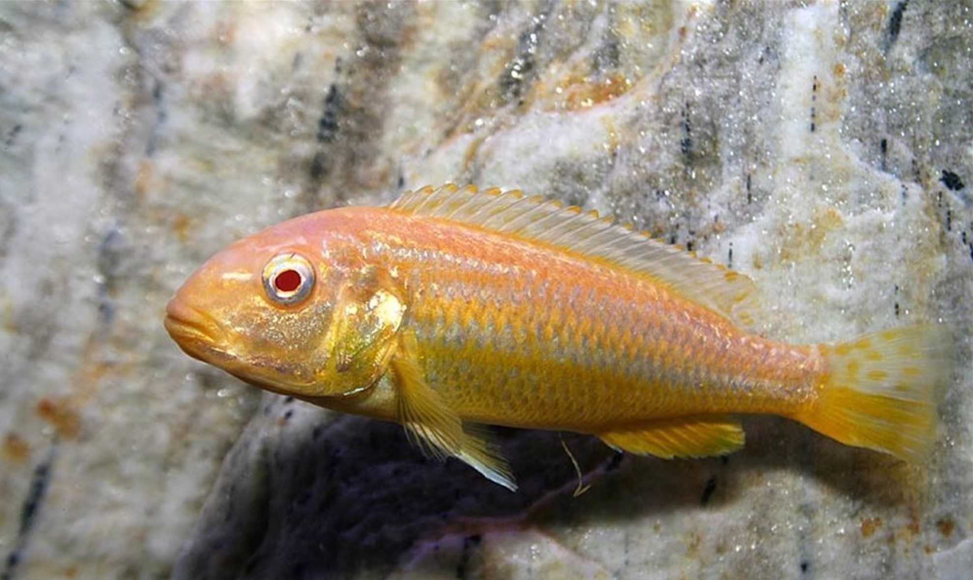 Pyszczak złocisty ALBINOS - Melanochromis auratus - dowóz, wysyłka