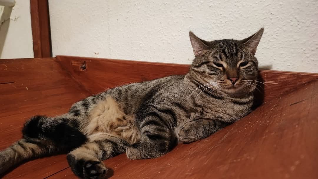 Bolero, puchaty kotek do adopcji / Adopcja kota