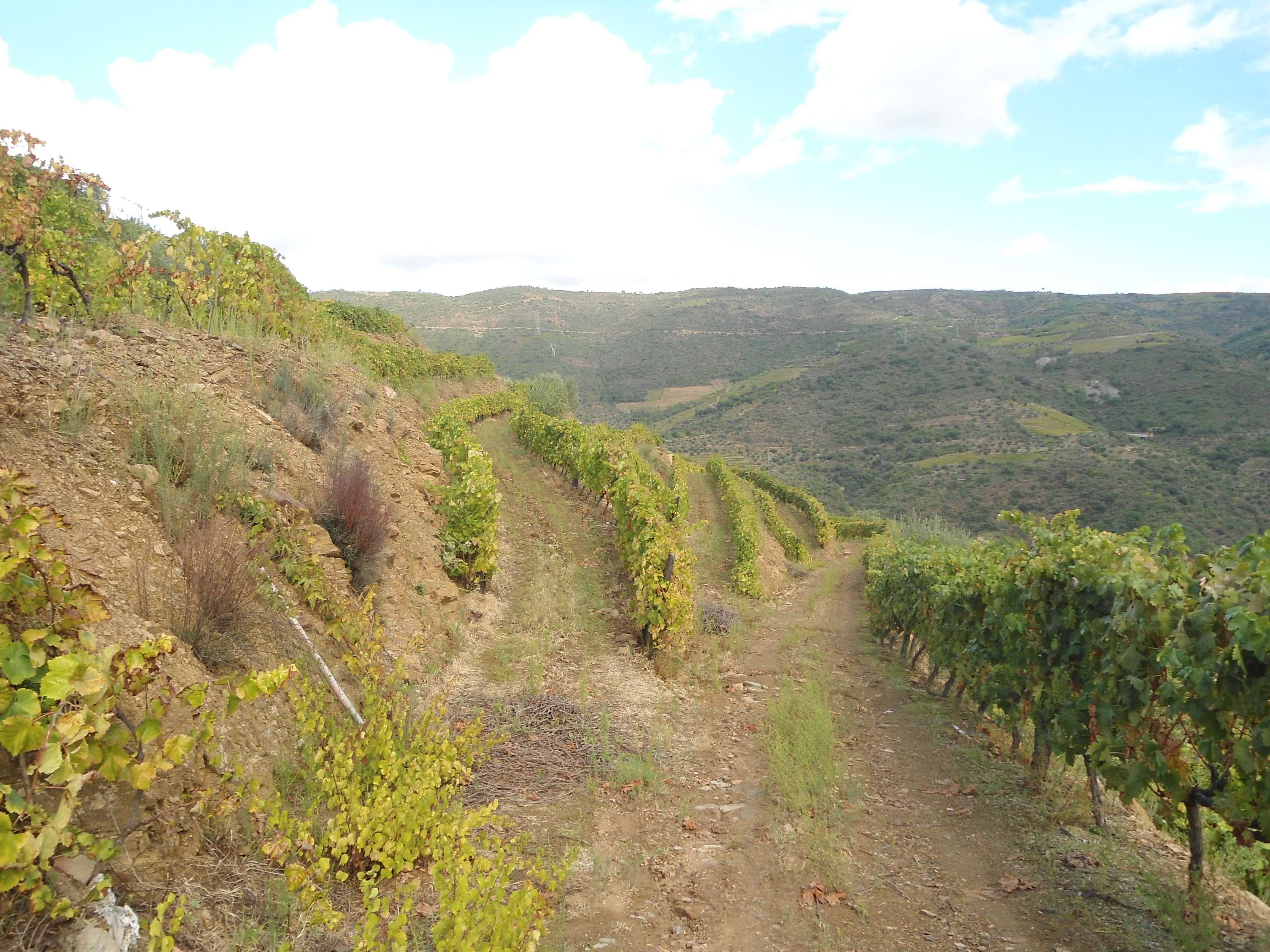 Quintinha no Douro 4 hectares, possibilidade de construcao