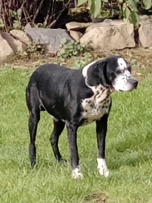 Psy miesszance z dalmatynczykiem