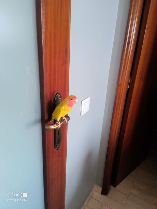 agaporni rosecolin domesticado