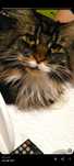 Maine Coon I Dachowiec.