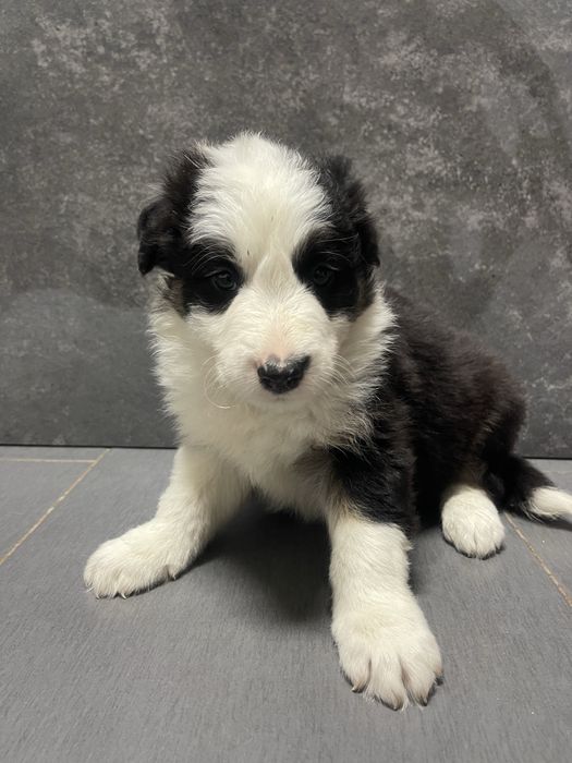 Border Collie 2 meses