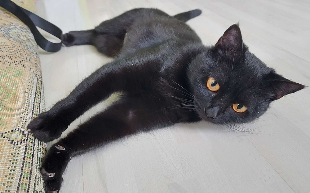 молода кішечка в добрі руки