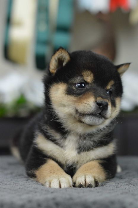 Shiba, shiba inu ZKwP/FCI
