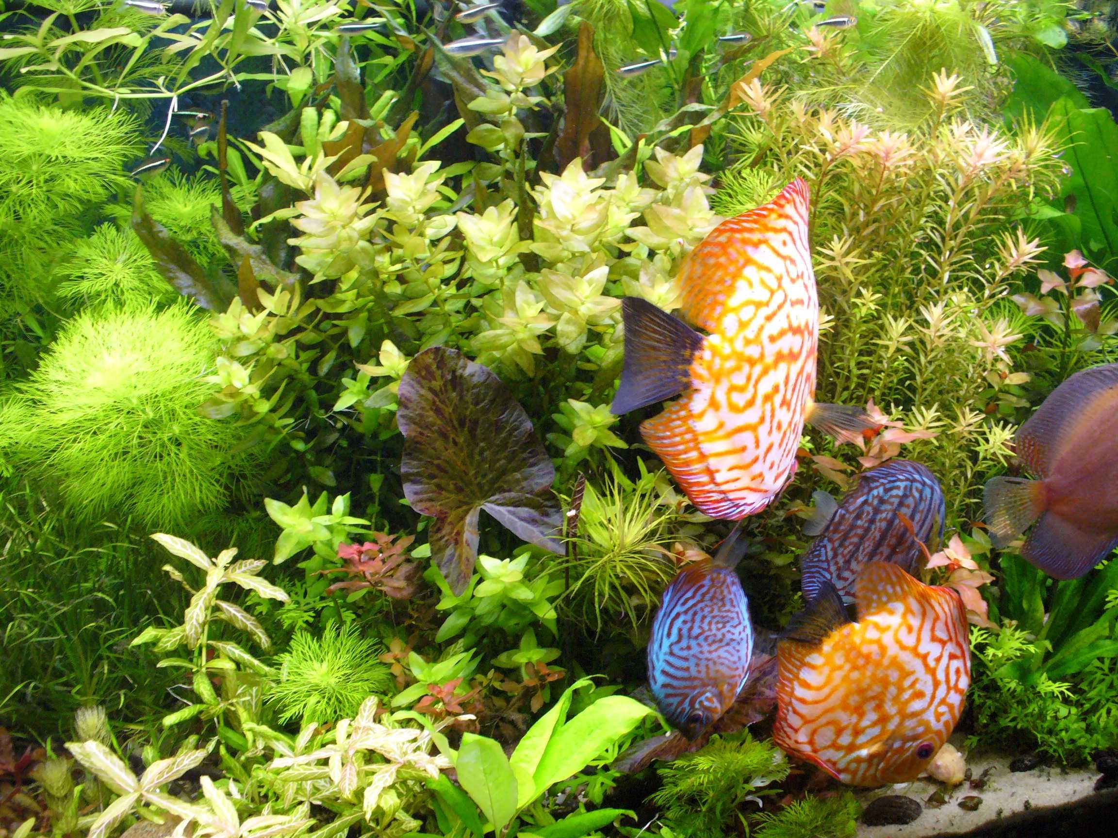 Limnophila Aquatica(Lisi ogon) i inne-(zestawy roślin- start i reset)
