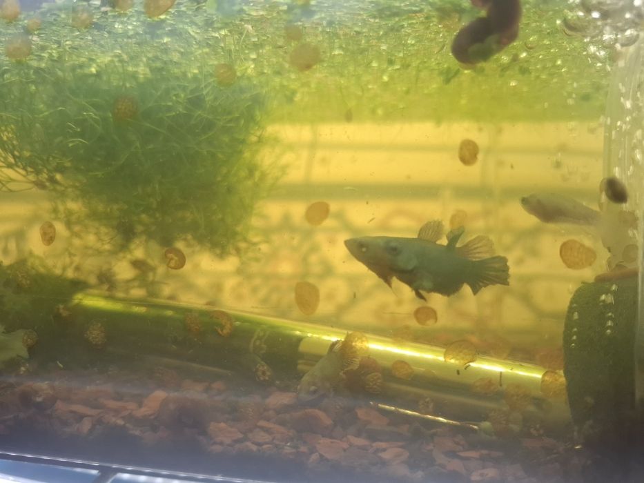 Bettas Avatar Galaxy juvenis