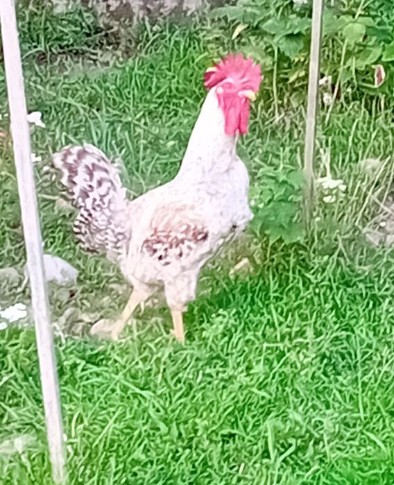 kogut rasy Legbar Cream