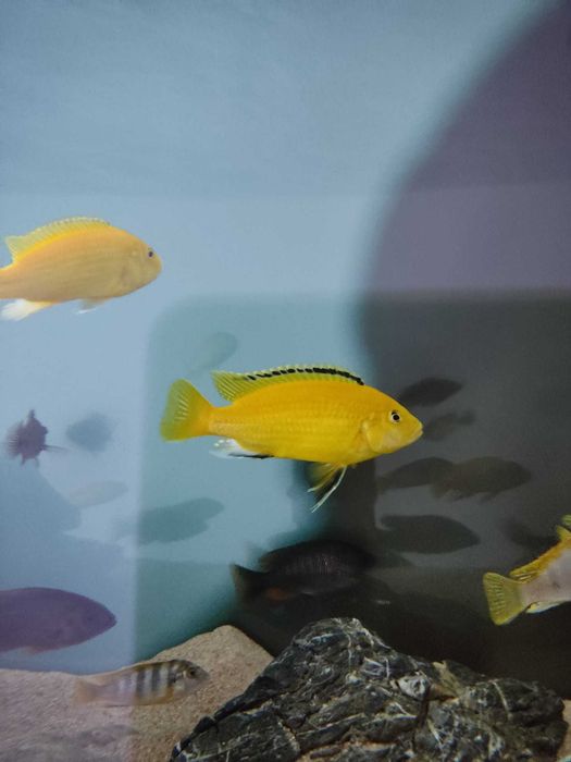 Ciclideos africanos - Labidochromis caeruleus