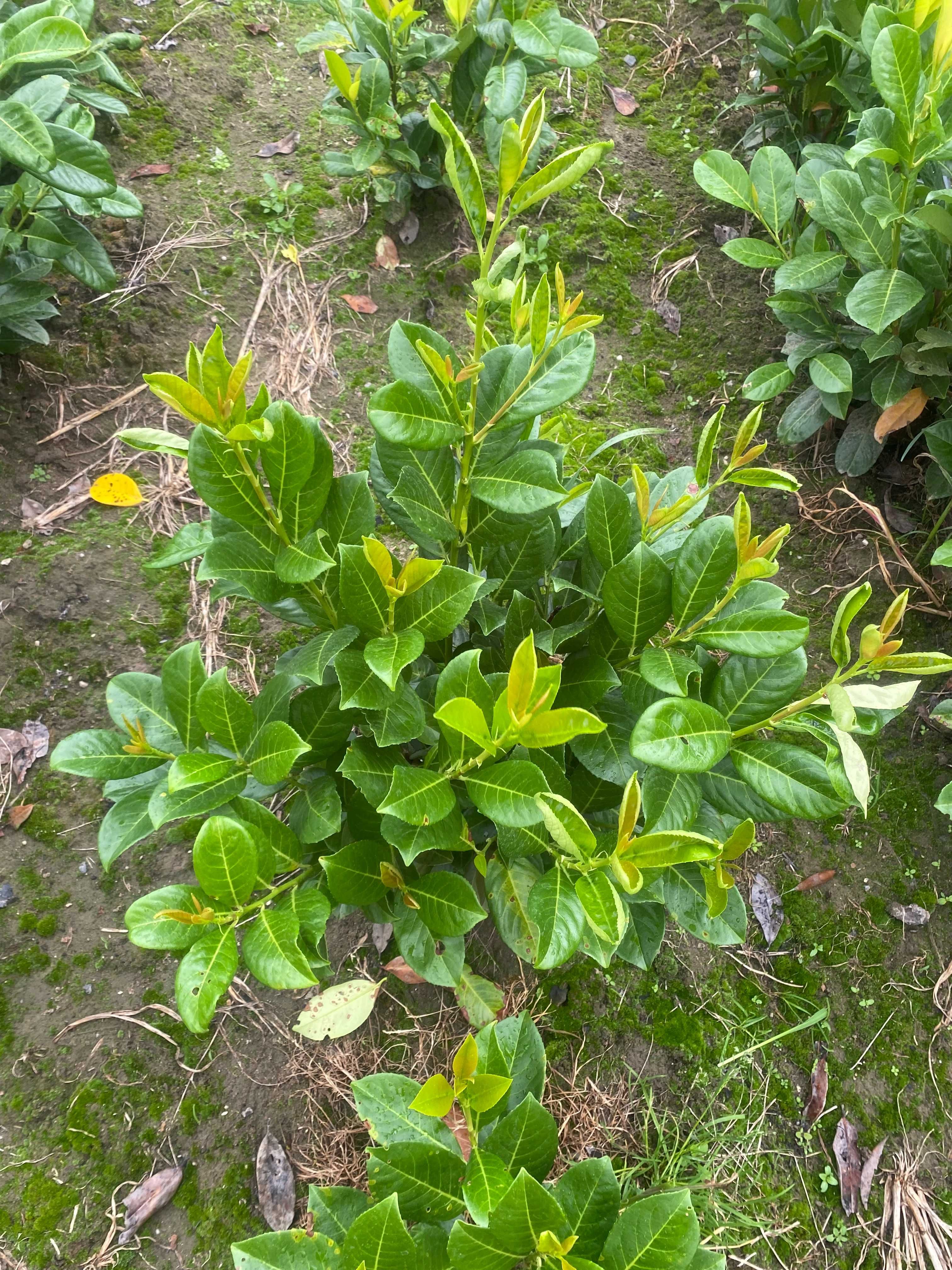 Laurowiśnia wschodnia! 80-100 cm! Novita! Caucasica! Rotundifolia!