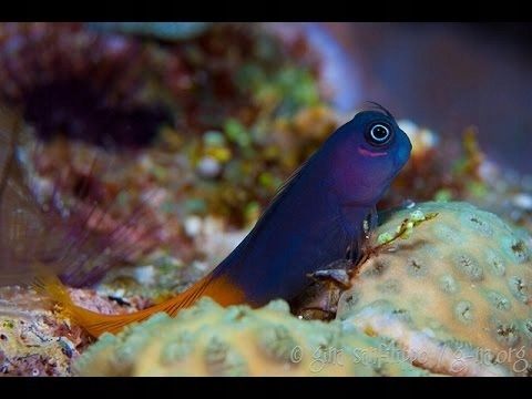 Akwarium morskie - Ecsenius bicolor