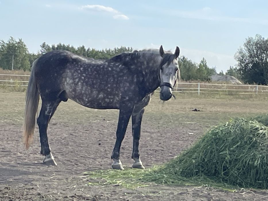 Wałach andaluzyjski