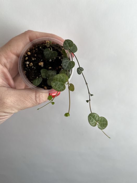 Церопегія Вуду варієгатна