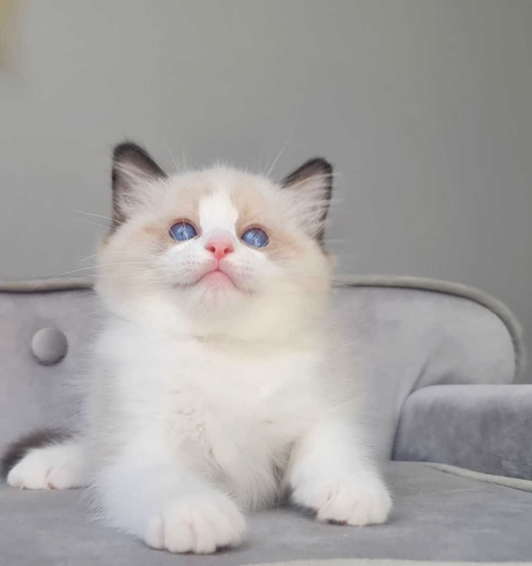 Kocurek Ragdoll Seal bikolor