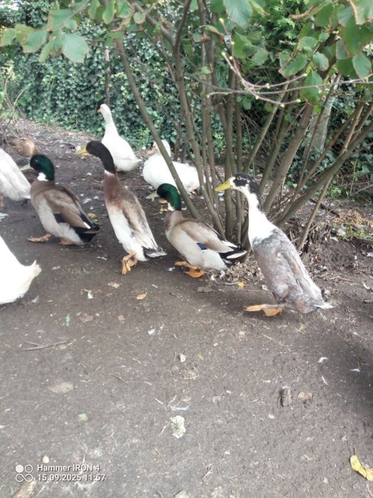 Posiadam kaczki staropolskie biegus dzikie pekin