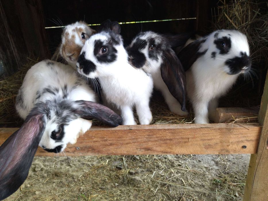 króliki belgi, barany, kalifornijskie