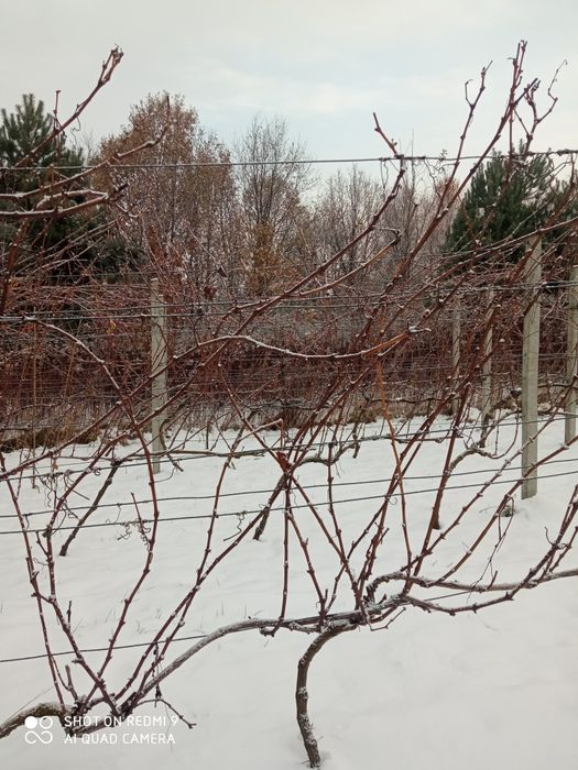 Sztobry winorośli winogron