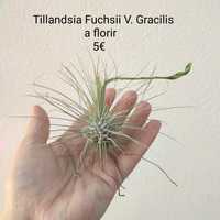 Tillandsias várias - plantas aéreas