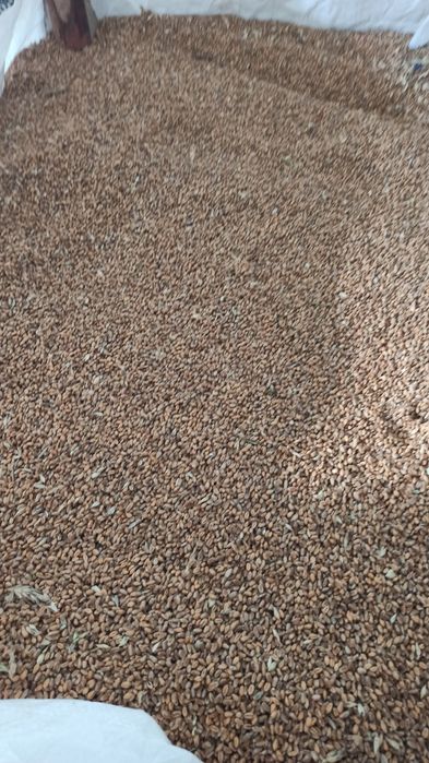 Pszenica ozima Bataja, zboże, mąke,