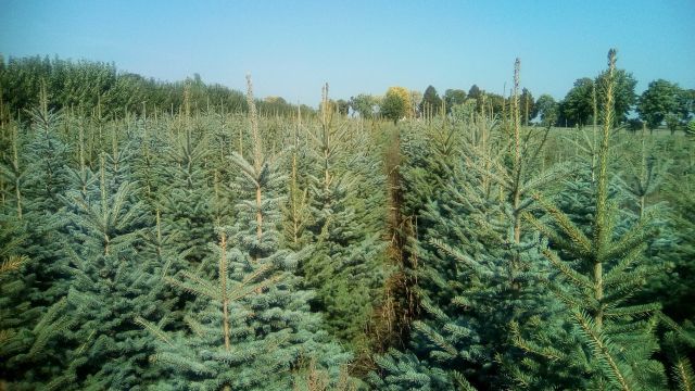 świerk, choinka,  każdy wymiar prosto z plantacji, dowozimy