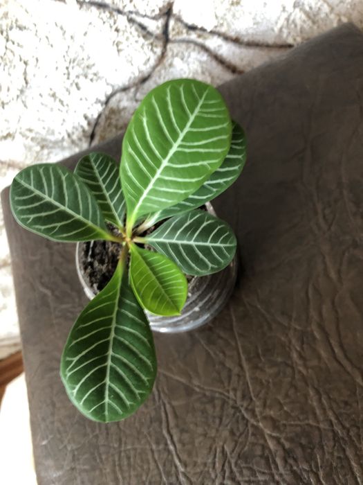 Молочай беложильчатый.