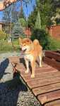 Самець сіба іну, шиба , shiba
