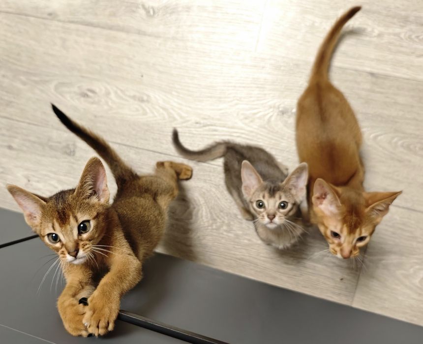 Продам абиссинских котят