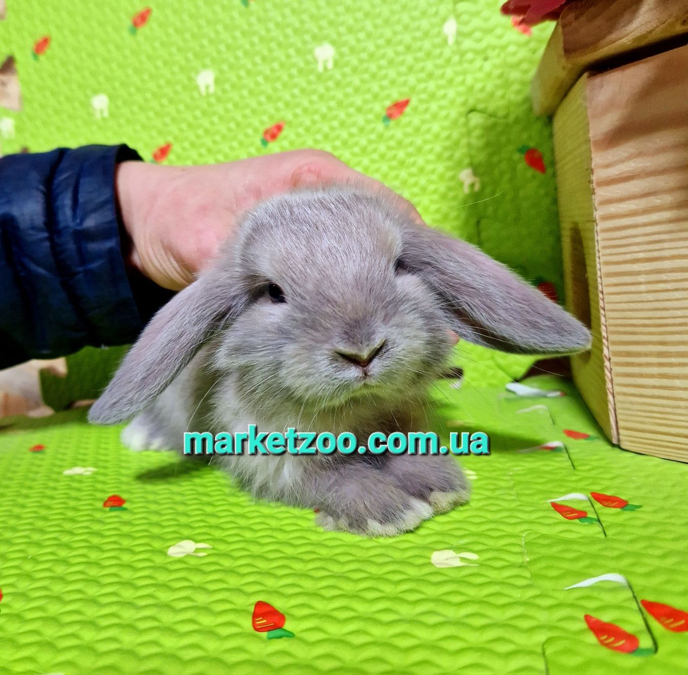 Ліловий мардер mini lop мини міні карликовые кролики висловухий баранч