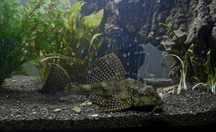 Glonojad lamparci - plecostomus- zbrojnik