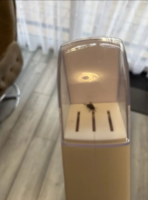 Apanhador de insetos