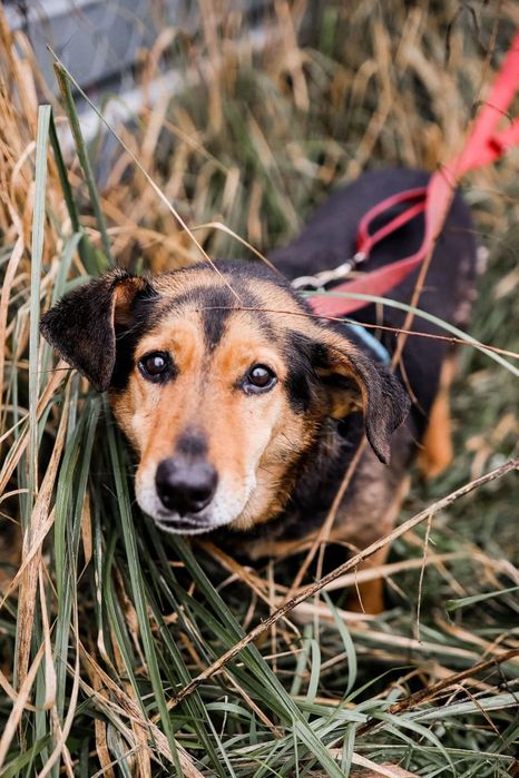 Mały piesek w typie jamnika do adopcji