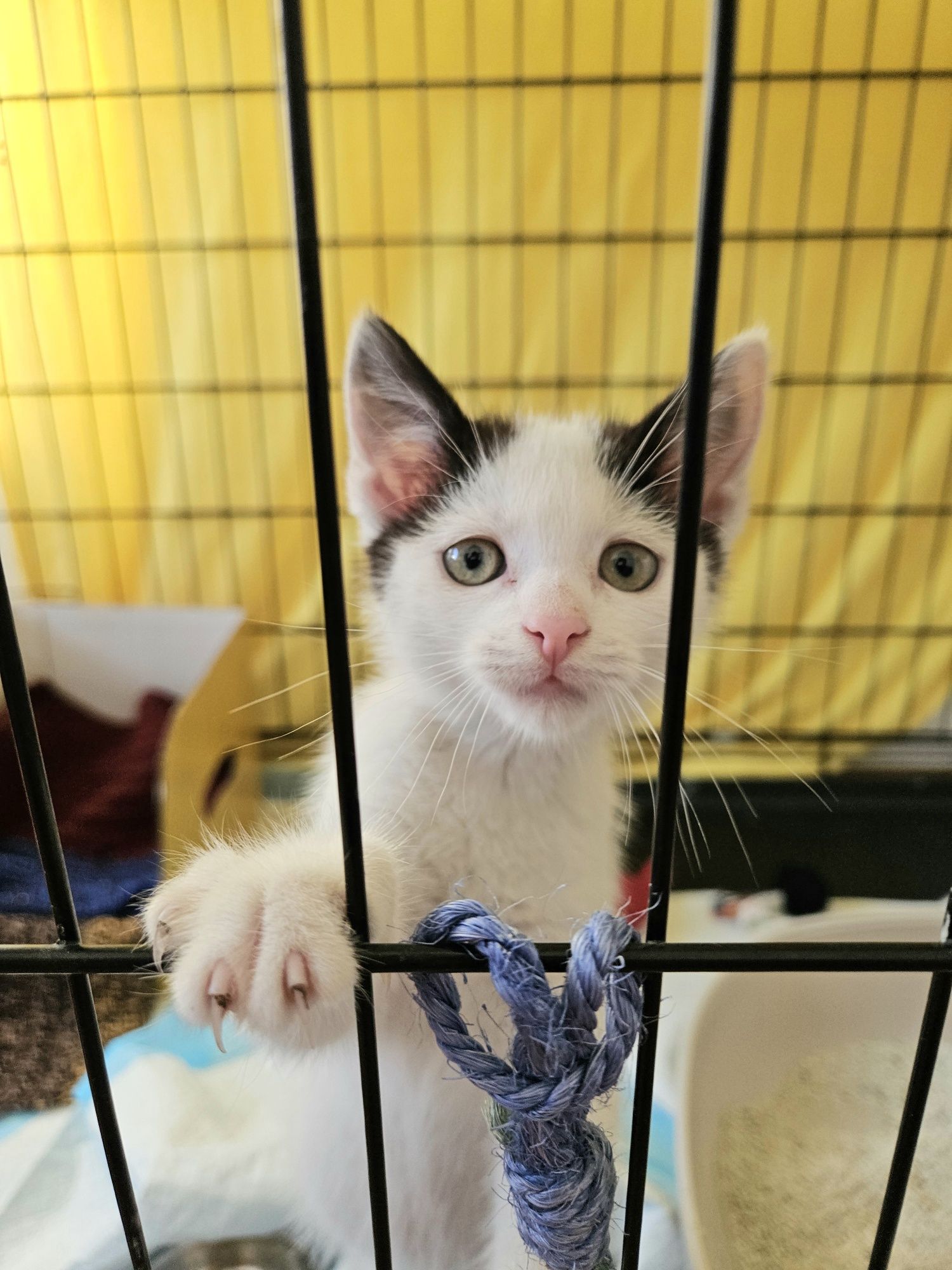 Cudowny kotek do adopcji,  kot, kociak