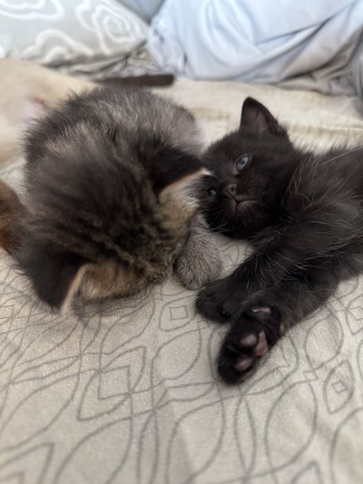 Віддам кошенят в люблячі руки