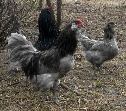 Амераукана інкубаційне яйце